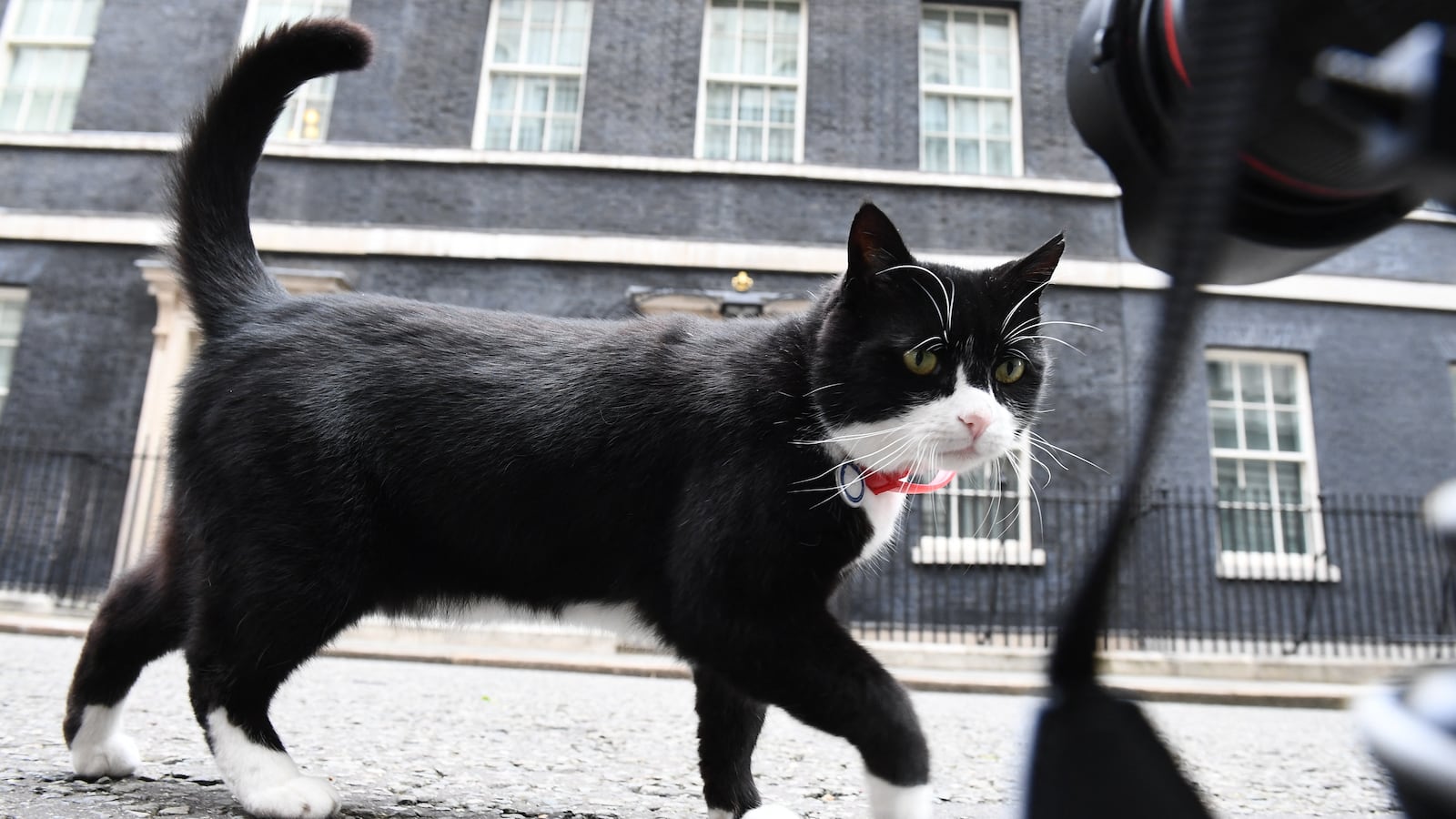 Palmerston, the Foreign & Commonwealth Office (FCO) cat investigates media cameras at ground level in front of 10 Downing Street in central London on June 9, 2017 after results in a snap general election show a hung parliament with Labour gains and the loss of the Conservative majority. British Prime Minister Theresa May faced pressure to resign on Friday after losing her parliamentary majority, plunging the country into uncertainty as Brexit talks loom. The pound fell sharply amid fears the Conservative leader will be unable to form a government and could even be forced out of office after a troubled campaign overshadowed by two terror attacks. (Photo by Justin TALLIS / AFP) (Photo by JUSTIN TALLIS/AFP via Getty Images)