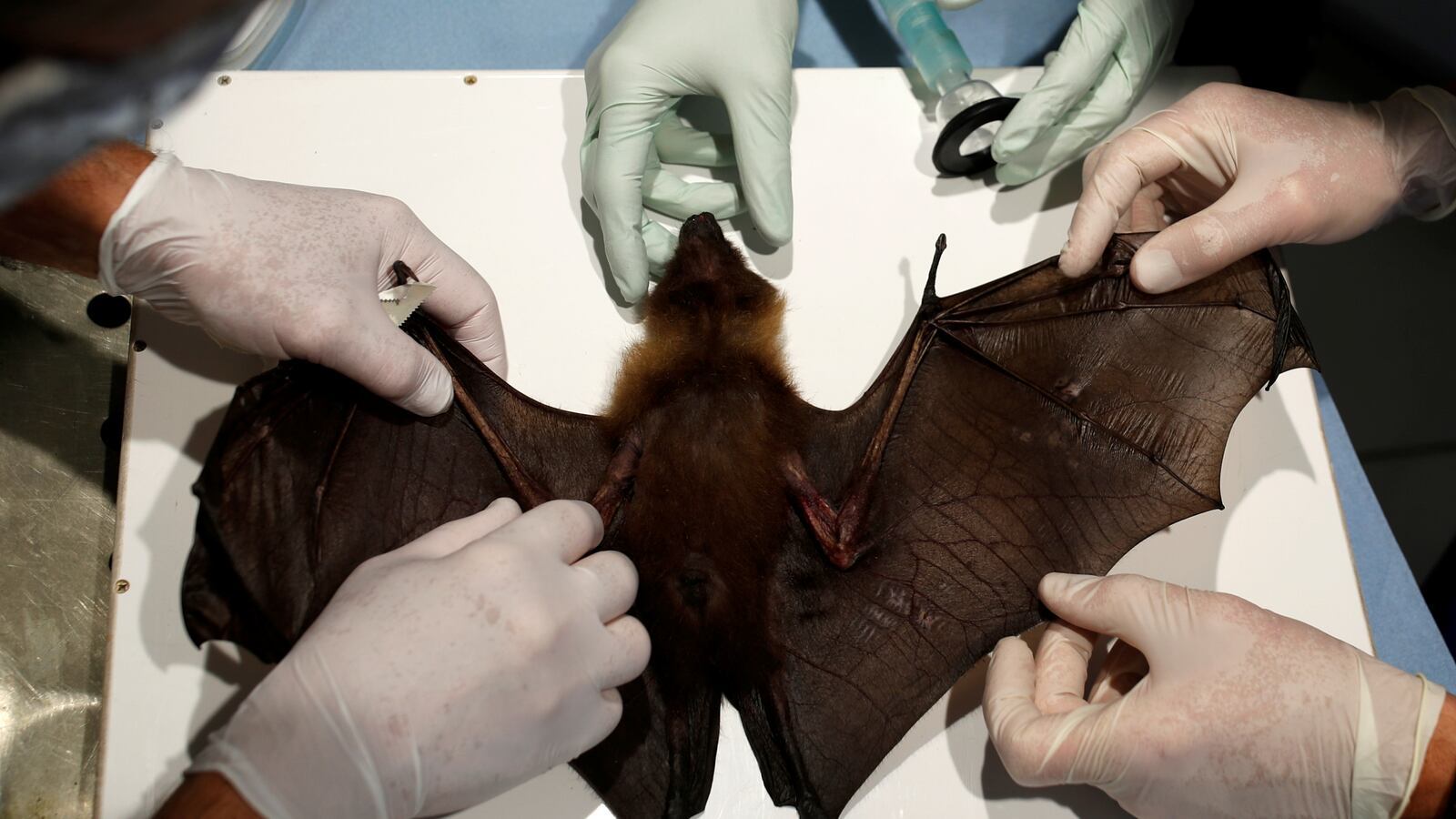 2020-04-21T154139Z_1188700731_RC239G9W1YJU_RTRMADP_3_HEALTH-CORONAVIRUS-FRANCE-ZOO_zxuffb
