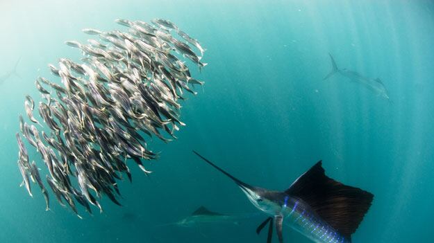 galleries/2010/03/18/life/life---2_nnya71