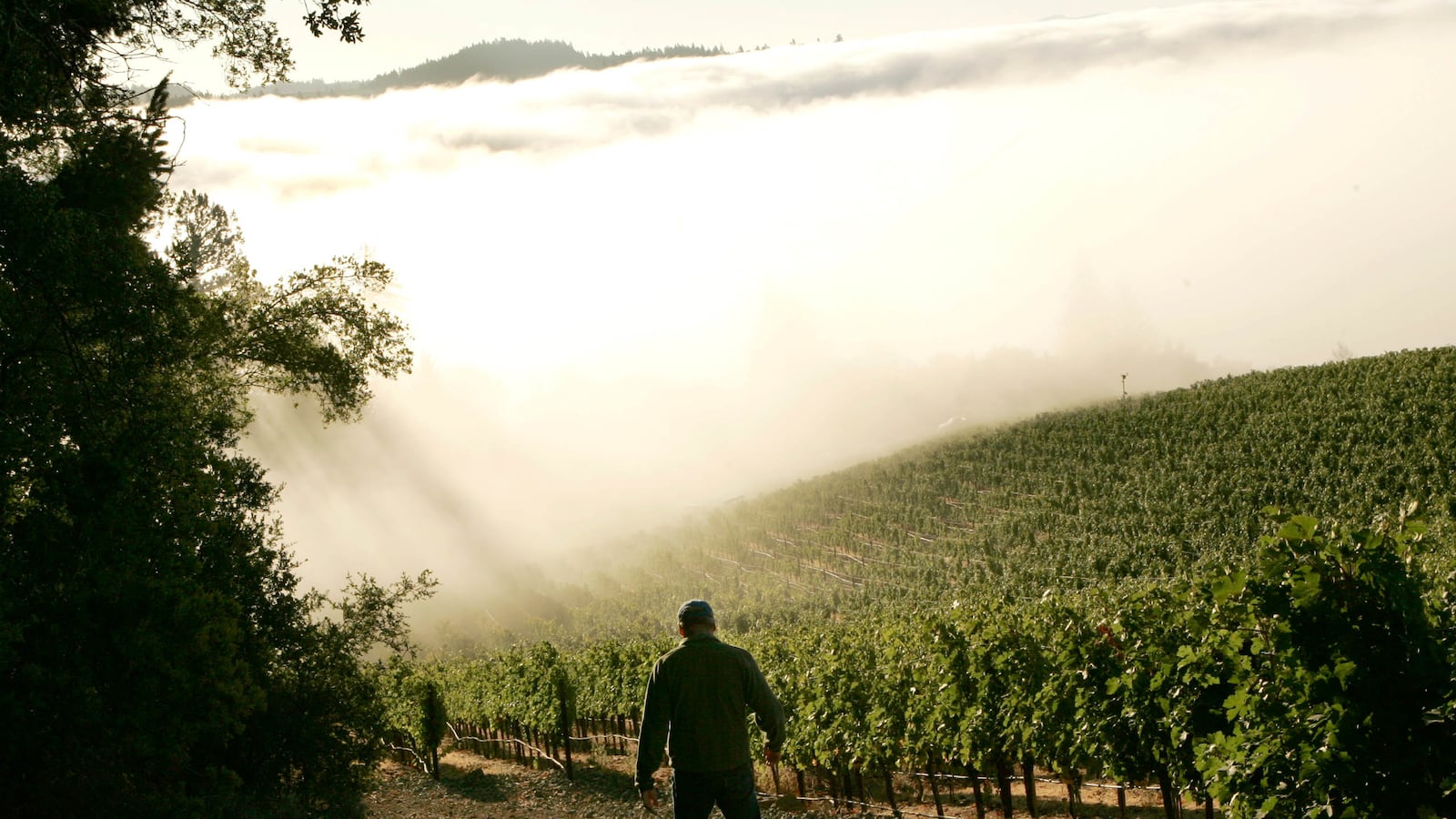 articles/2014/08/31/napa-s-earthquake-is-not-the-only-thing-shaking-the-vineyards/140829-irving-napa-tease_m8xle1