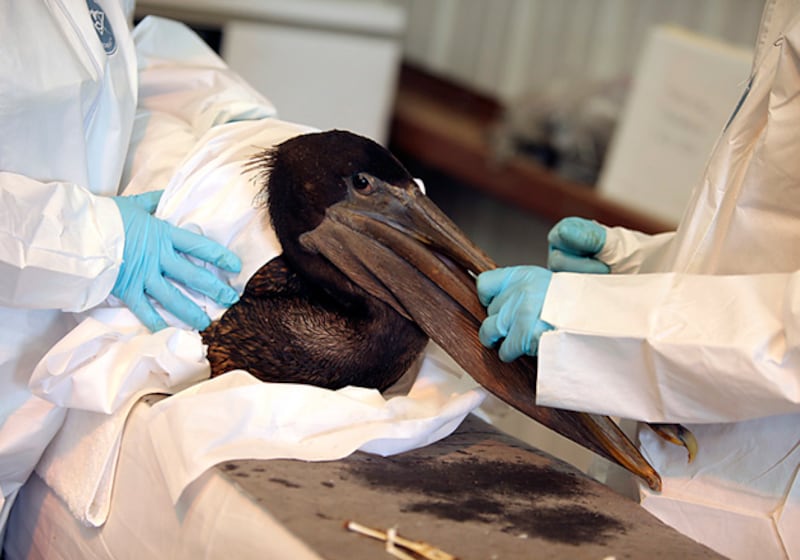 galleries/2010/05/04/volunteering-in-the-gulf/flickr-oil-spill-ibrrc-1_u7gmeq