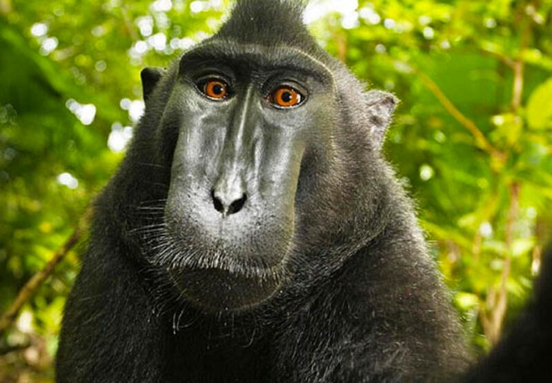 galleries/2011/12/06/the-year-in-animals-bronx-zoo-cobra-ryan-gosling-dog-george-more-photos/animals-of-the-year-photo-taking-gorilla_shze8z