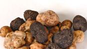 articles/2010/05/18/five-things-you-didnt-know-about-truffles/safina-truffles_101488_pnighk