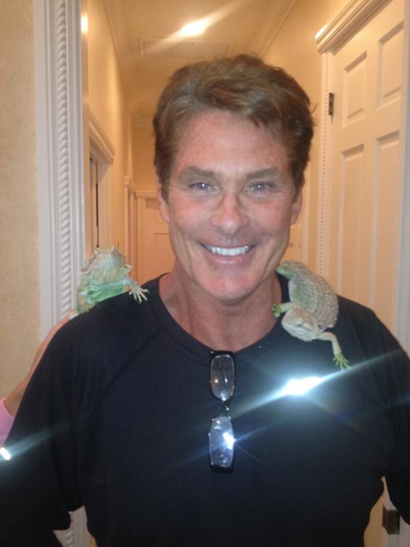 galleries/2012/06/24/lindsay-lohan-rihanna-more-celebrity-twitter-pictures-photos/twitpics-hoff_xdbhnu