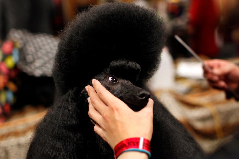 galleries/2012/02/14/best-westminster-dog-show-photos/best-westminster-dog-show-photos-13_rqxf30