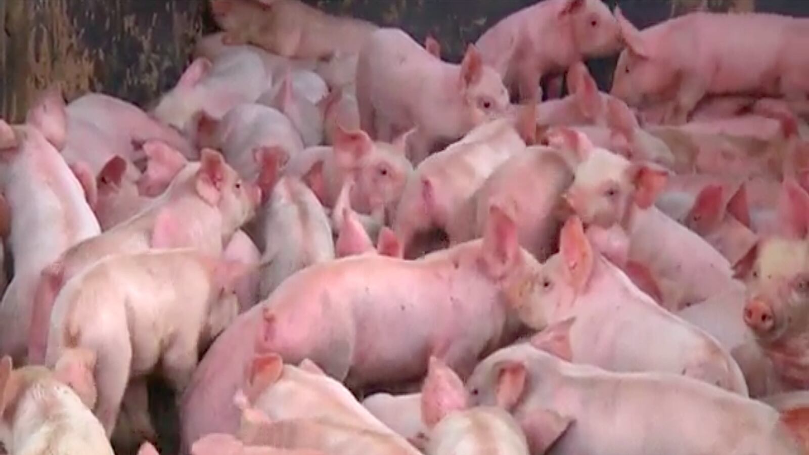 cheats/2015/06/09/2-200-piglets-let-loose-on-the-highway/150609-pigelet-ohio-accident-cheat_pm59yo