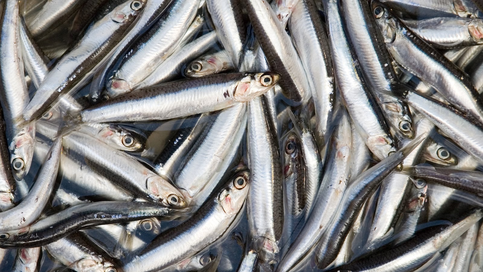 articles/2014/08/04/brits-are-very-fussy-eaters/140804-woolf-eat-tease_vlxilt