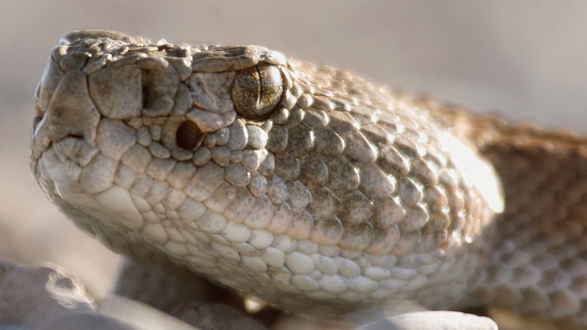 cheats/2012/01/28/toddler-chews-snake-s-head-off/toddler-chews-snake-head-israel-cheat_y5qaqf