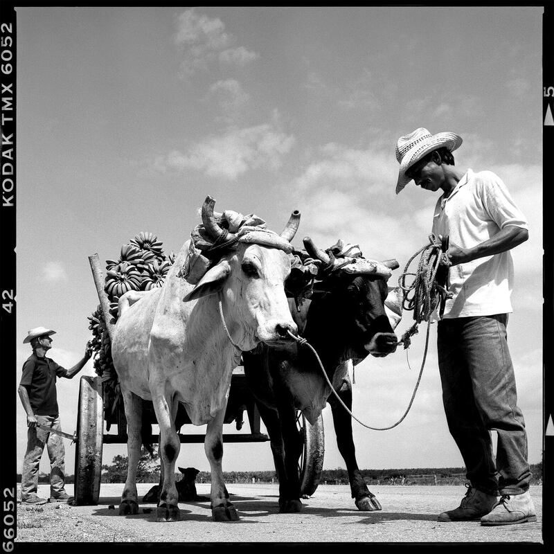 galleries/2016/01/03/cuba-s-wild-private-life/161216-Farmers-Oxen-Dog-07_g6nluw
