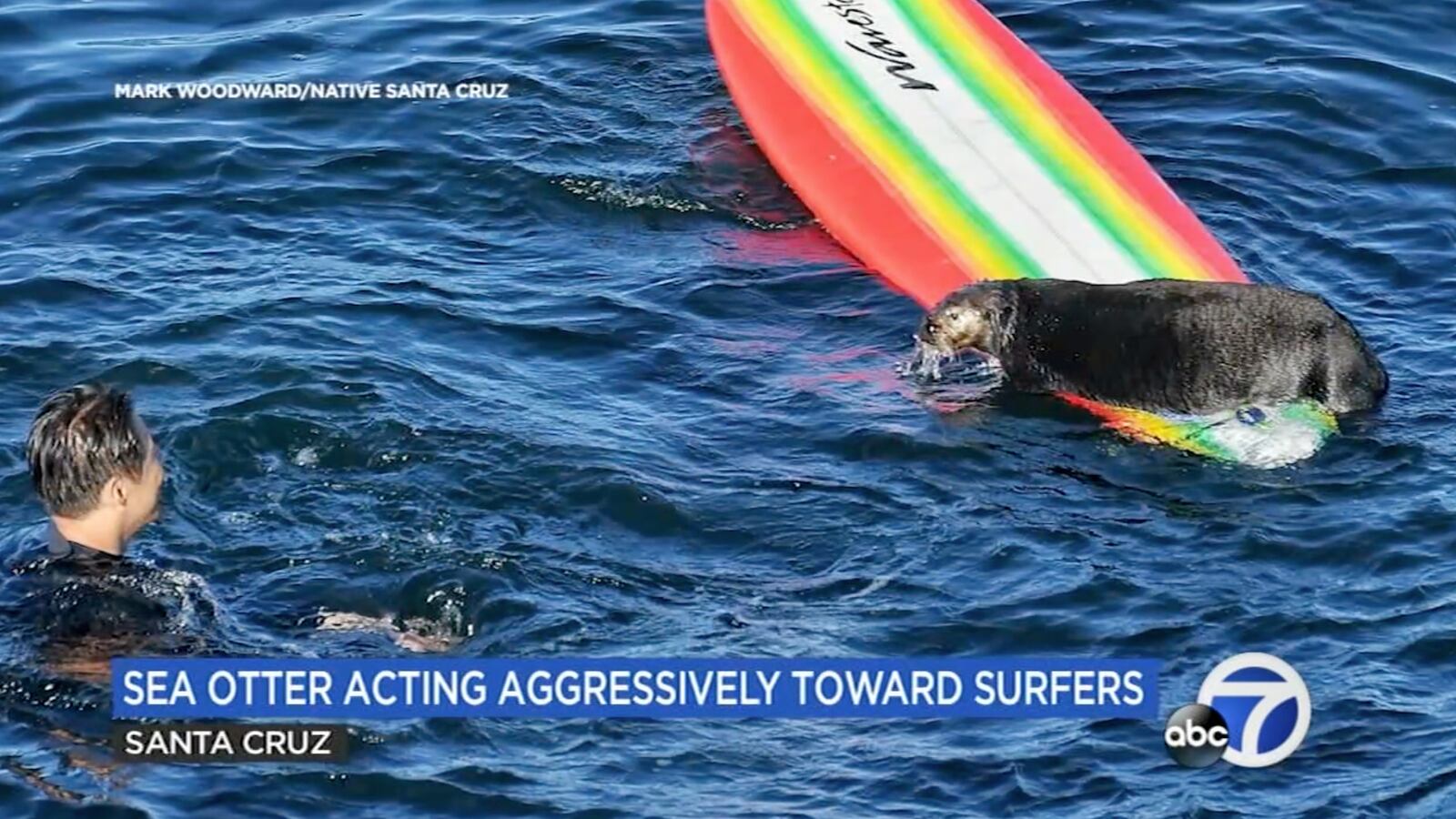 Otter 841 is being sought by California wildlife officials after stealing surfers’ boards in Santa Cruz.