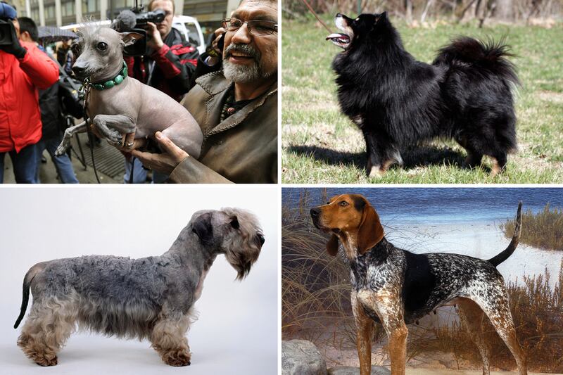 galleries/2012/02/11/new-breeds-to-watch-at-westminster-photos/new-breeds-at-westminster-tease_nmopqm