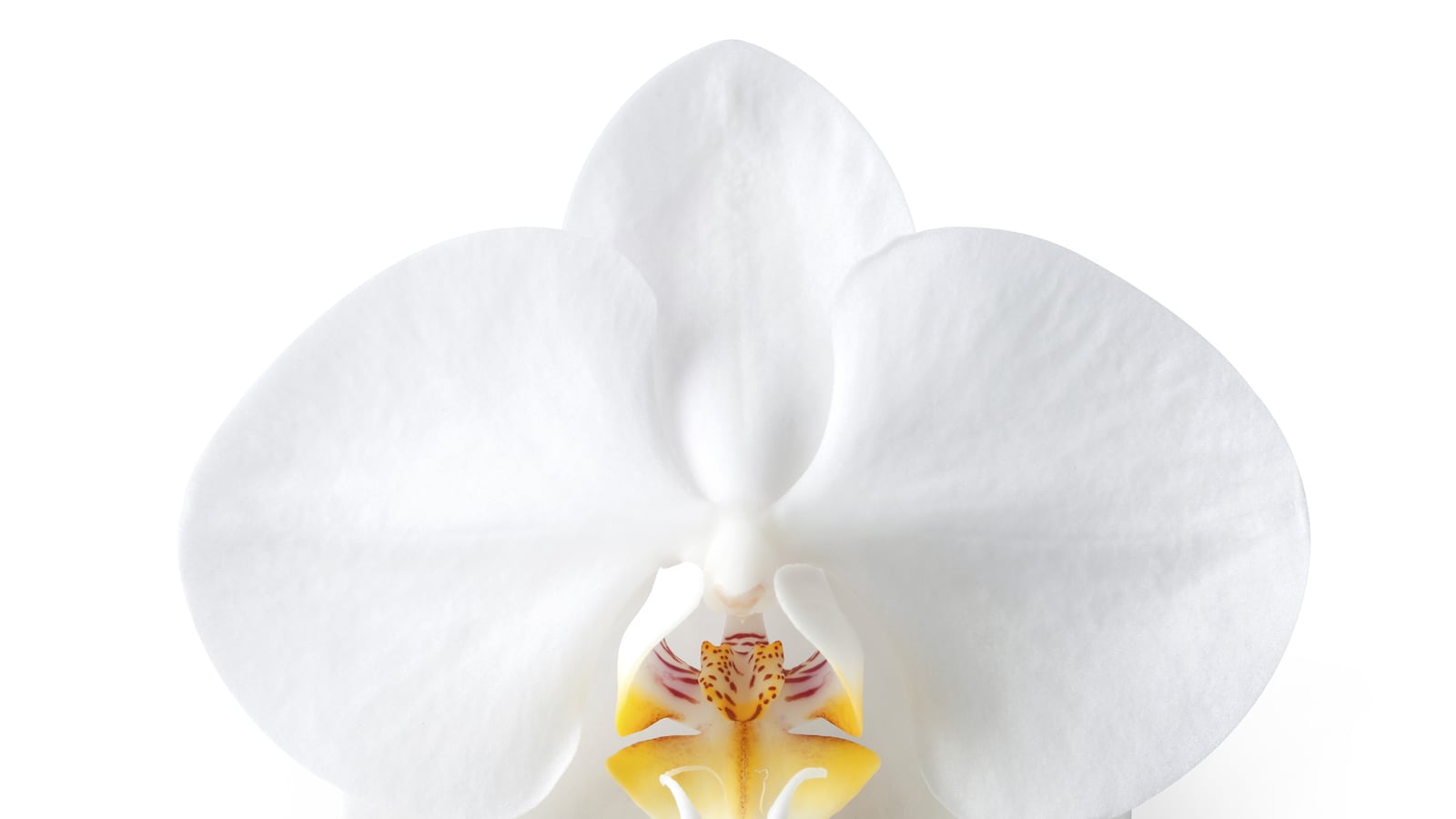 articles/2015/08/03/kardashian-ing-your-vulva-no-thanks/150802-allen-vontour-tease_ihq8ye