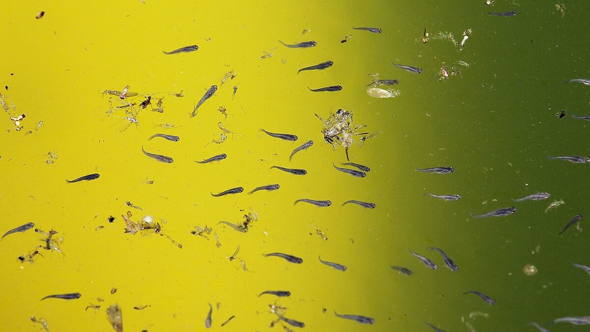 cheats/2012/09/26/400-more-west-nile-cases-reported/mosquitoes-west-nile-virus-cheat_y5cxpl