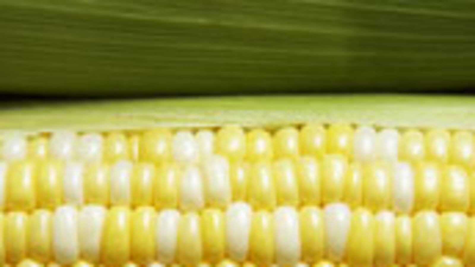 articles/2009/08/25/how-corn-got-so-sweet/workman-corn_44831_qotyw6