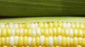 articles/2009/08/25/how-corn-got-so-sweet/workman-corn_44831_qotyw6