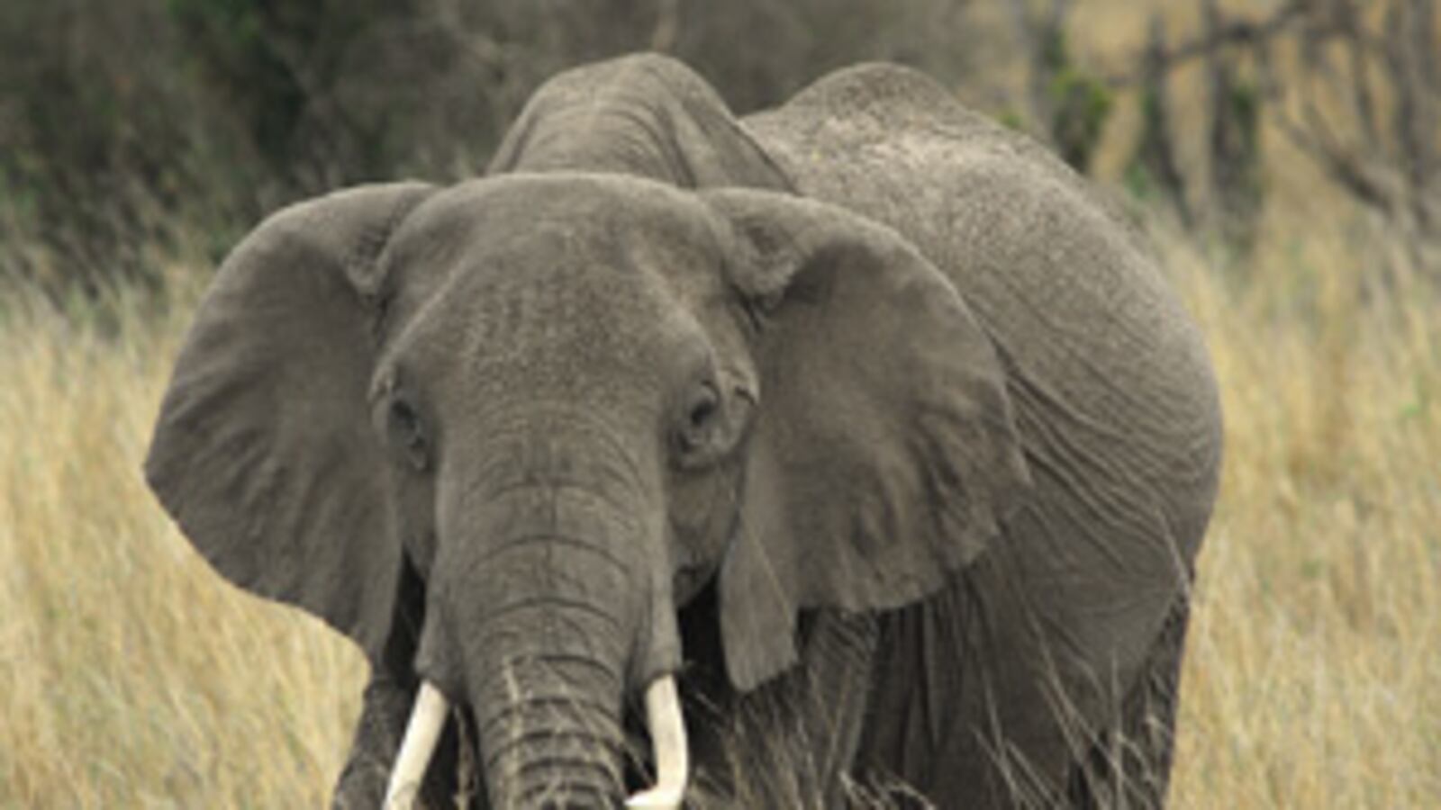 cheats/2009/11/07/dont-save-the-elephants/elephant_kpn4e5