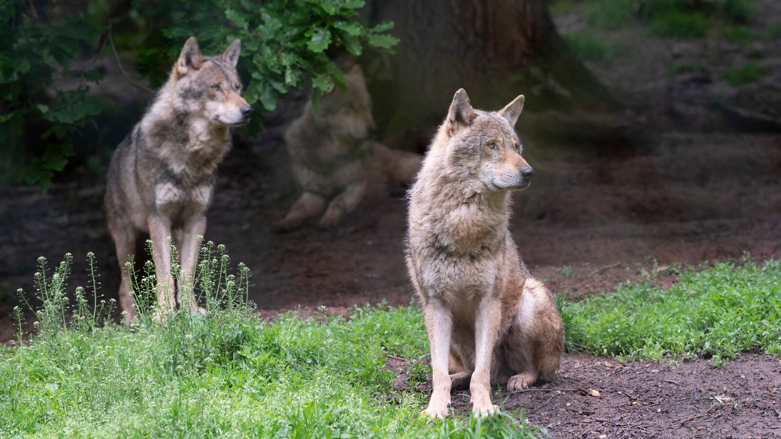 European wolves (canis lupus) are seen in their enclosure