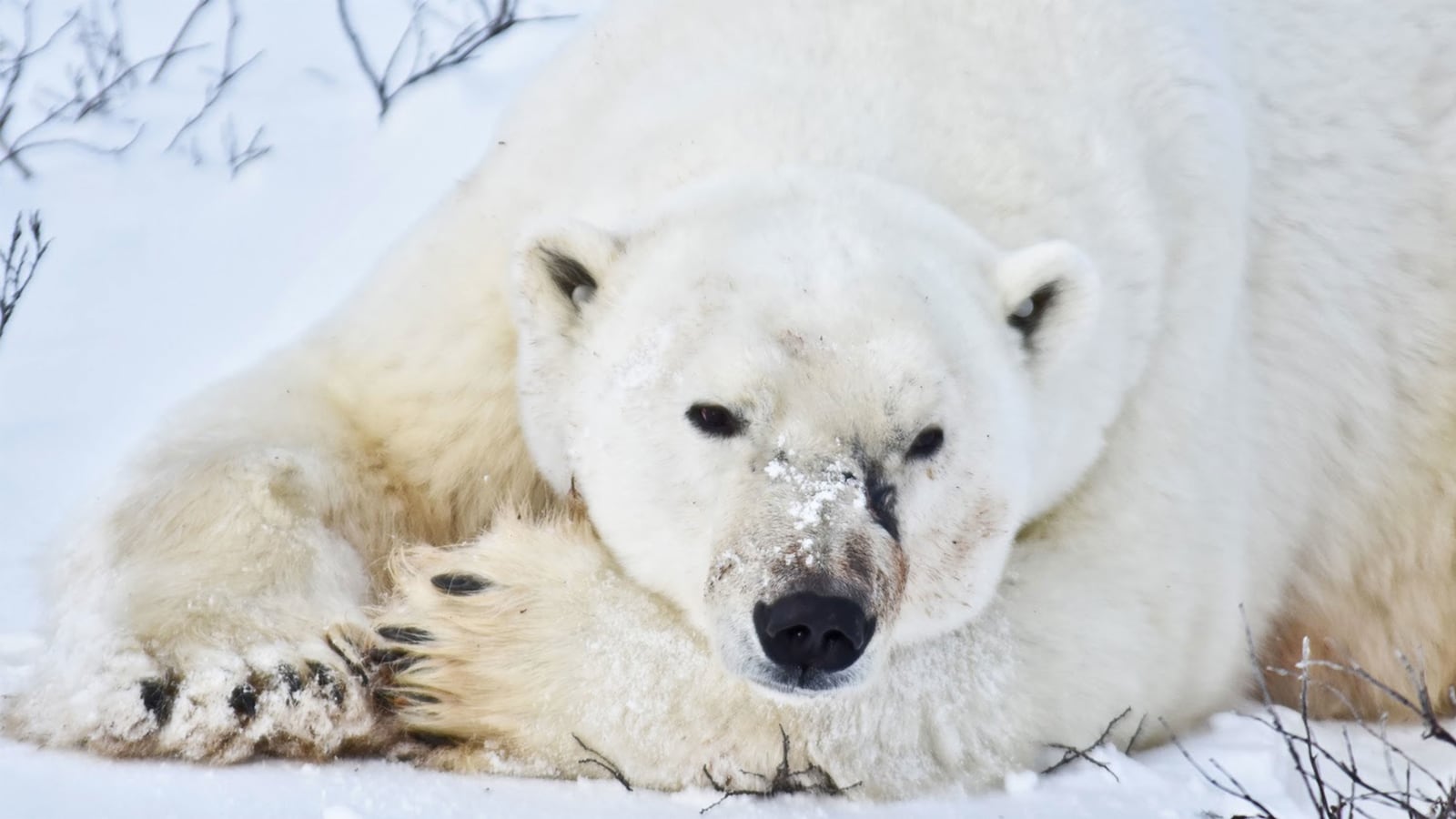 200107-Withrow-Climate-Change-tease_q6fwu9