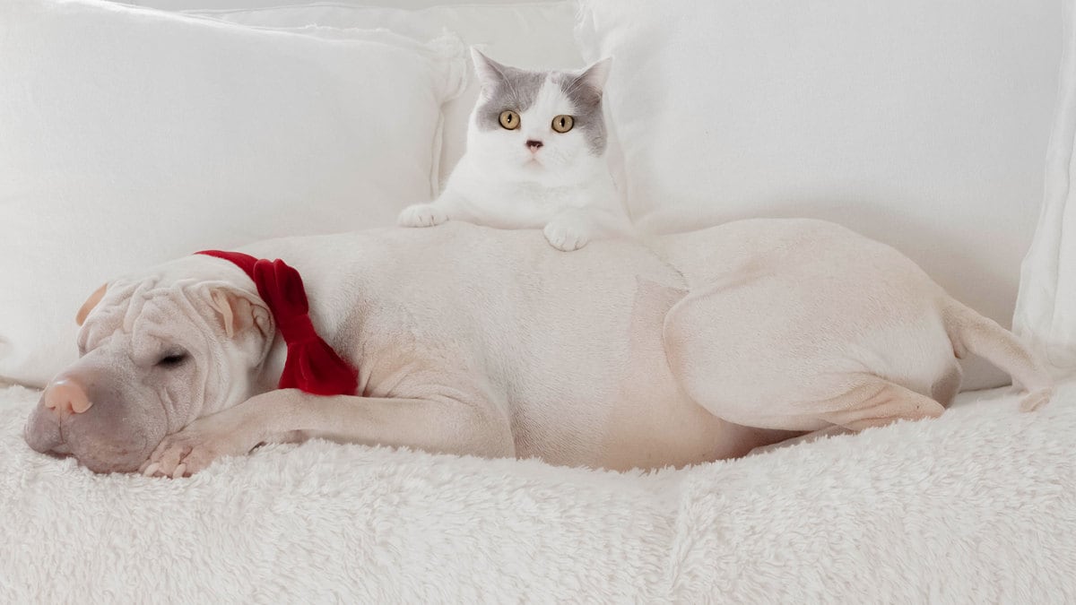 201228-Conversation-dogs-cats-tease_xgvutu