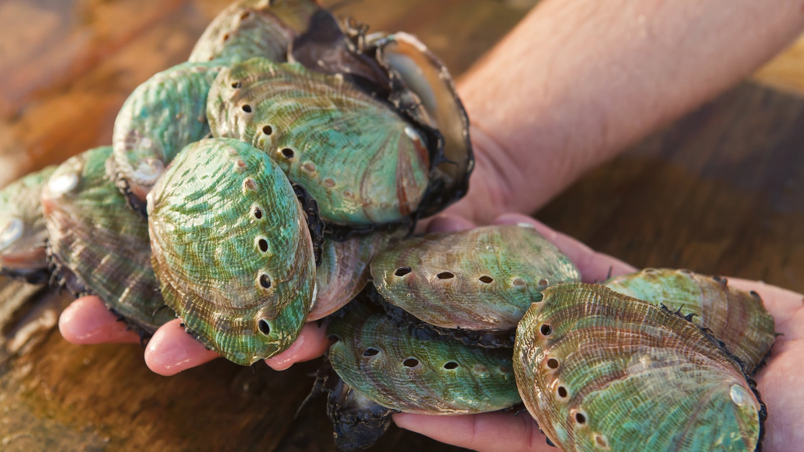 articles/2014/01/31/the-foraging-wars-extreme-eating-hits-california/140130-klein-foraging-tease_njbffh