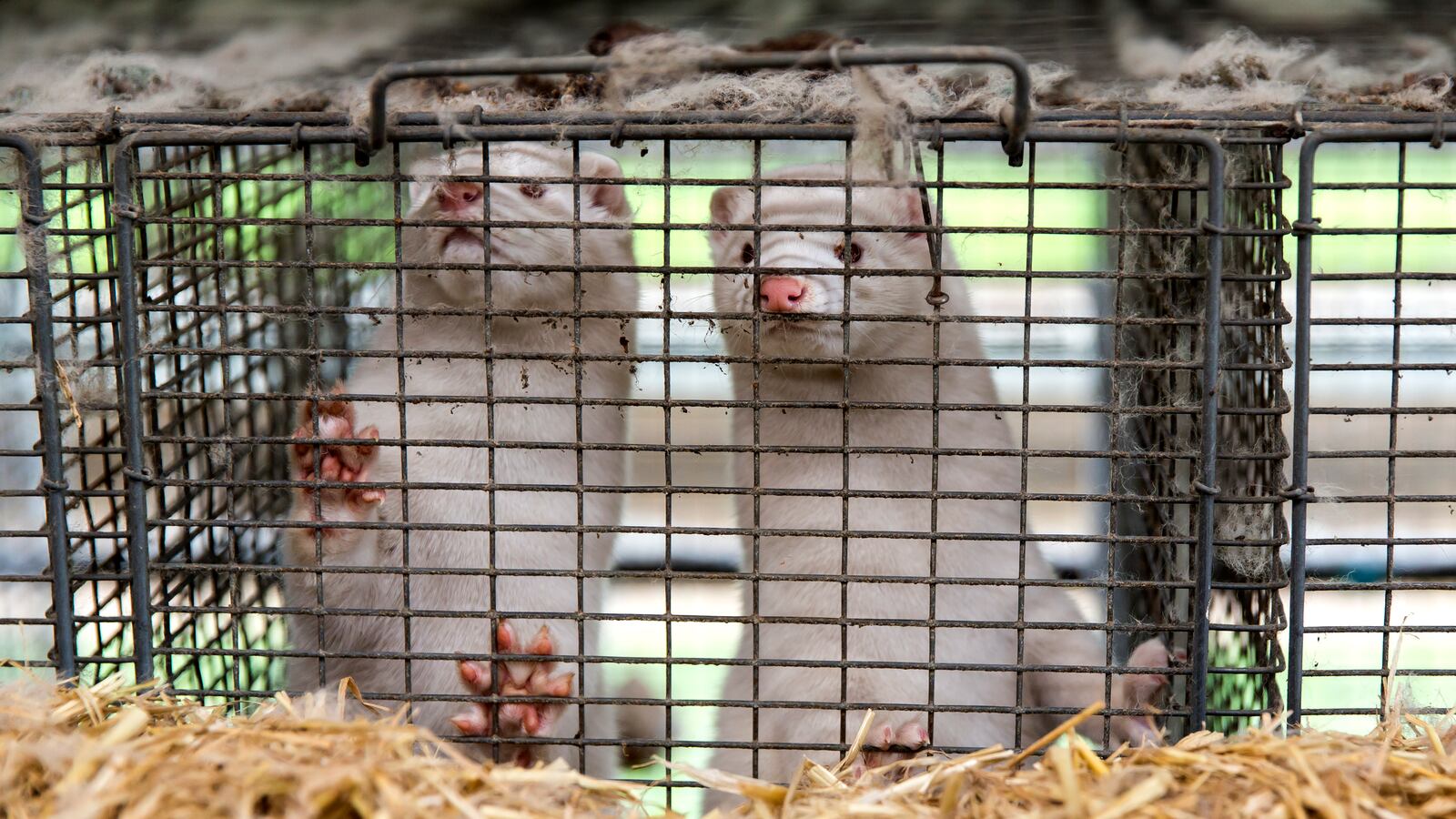 GettyImages-1229514998_qm1hhz