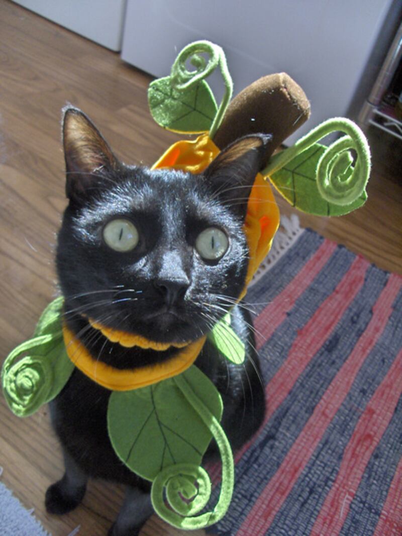 galleries/2011/10/25/cats-in-halloween-costumes-photos/cats-in-costume-2011-4_iht9ie
