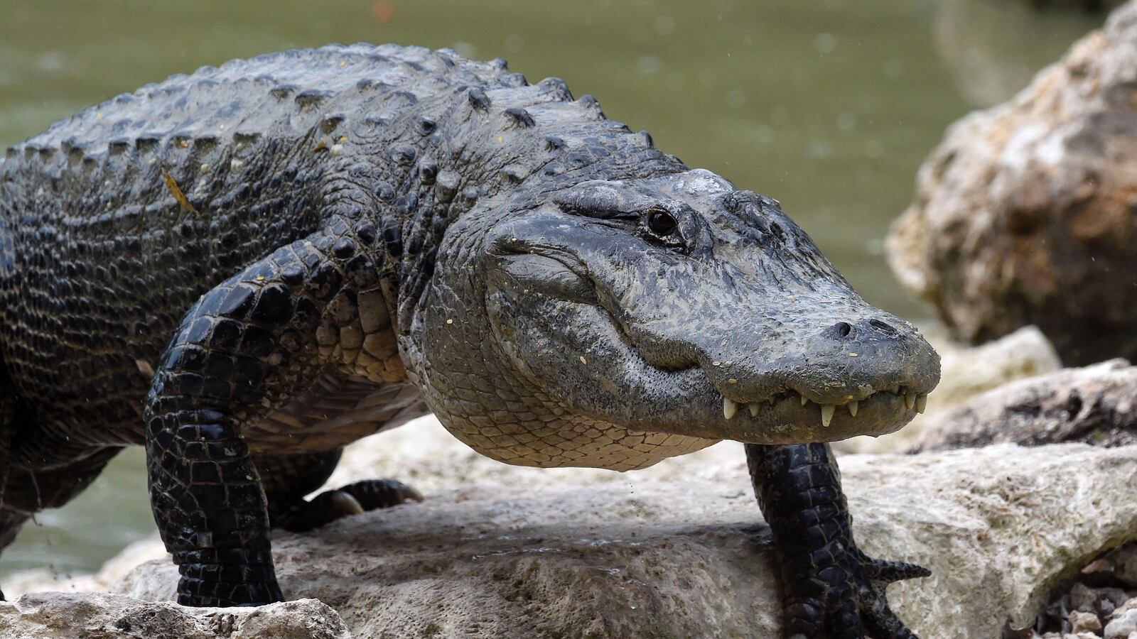 articles/2016/08/12/guy-opens-garage-finds-9-foot-alligator/160812-Place-texas-garage-alligator-Tease_h5fktg