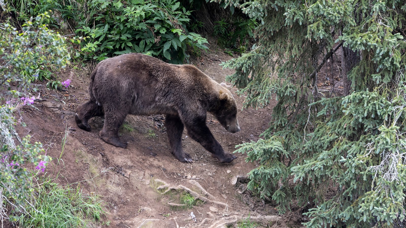 A brown bear walks downstream to fish for sockeye salmon on August 12, 2023 at Brooks Falls, Alaska.