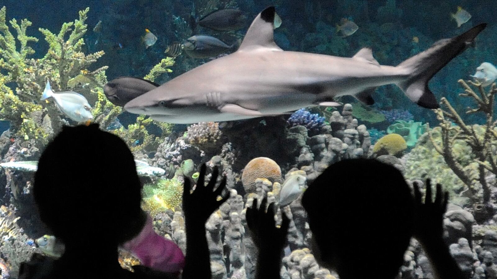 cheats/2013/09/29/oldest-u-s-aquarium-set-to-close/130929-national-aquarium_tmo3xu