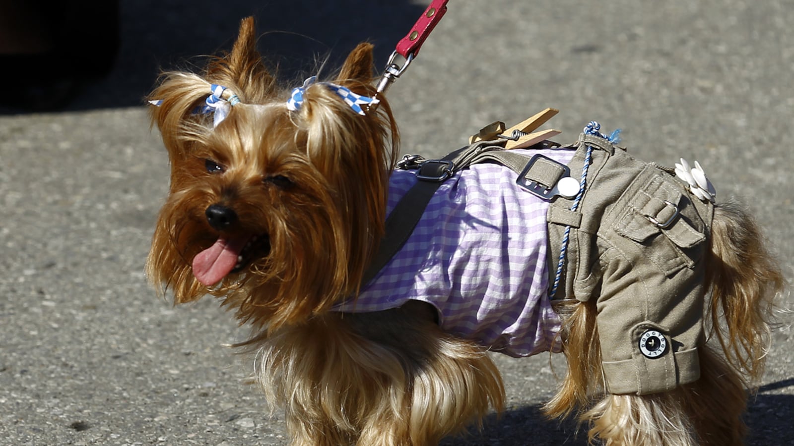 cheats/2011/11/14/owners-killing-pets-for-money-in-u-k/owners-kill-pets-insurance-money-cs_nnj99x