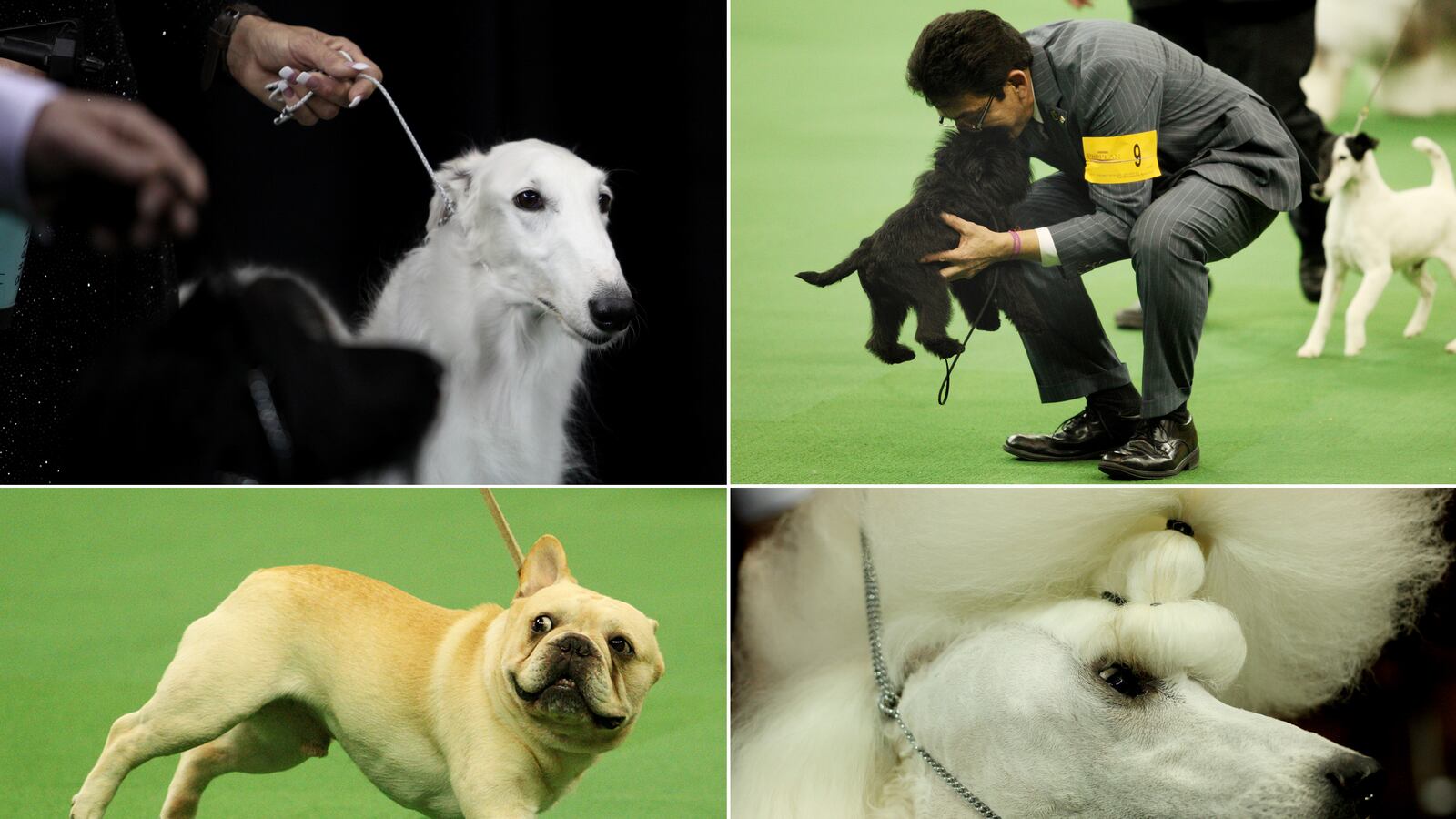 articles/2013/02/13/backstage-at-the-2013-westminster-dog-show-won-by-banana-joe/gal-westminster-tease_xo474c