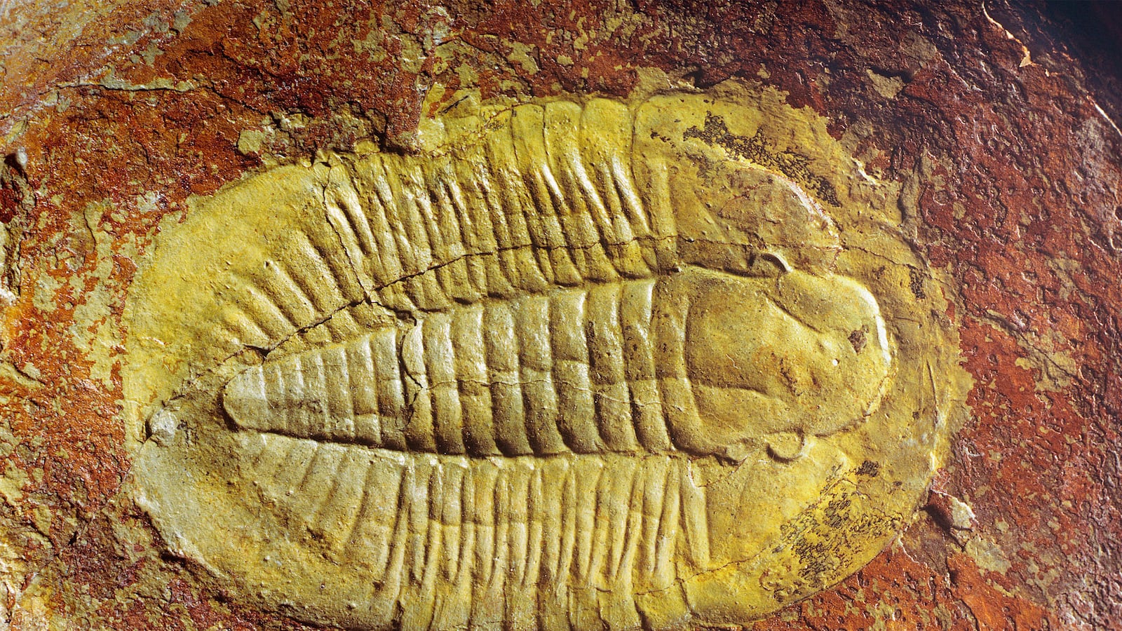 articles/2014/11/02/precambrian-life-and-the-great-oxygen-explosion/141101-Francis-cambrian-life-tease_vm8bsa