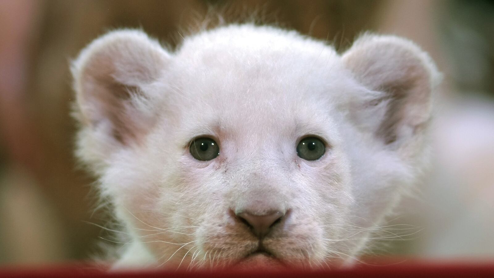 GettyImages-1036524448_v0ebou