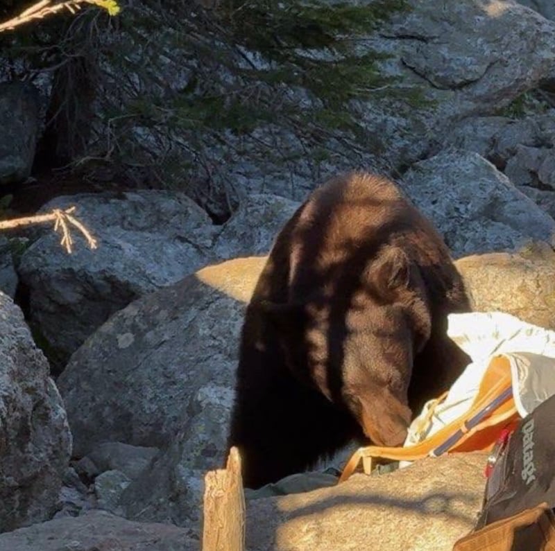 A bear rustles through items left behind in a park by humans.