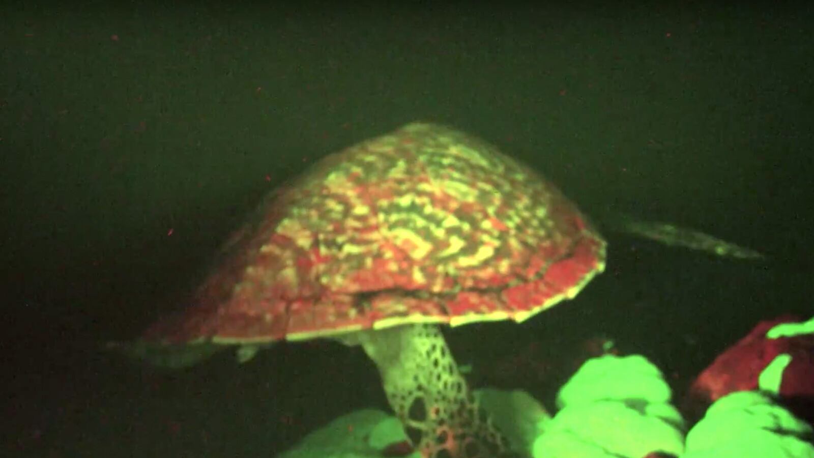 videos/2015/09/30/watch-glowing-sea-turtle-discovered/20150930-turtle-joiner_wsbwzf