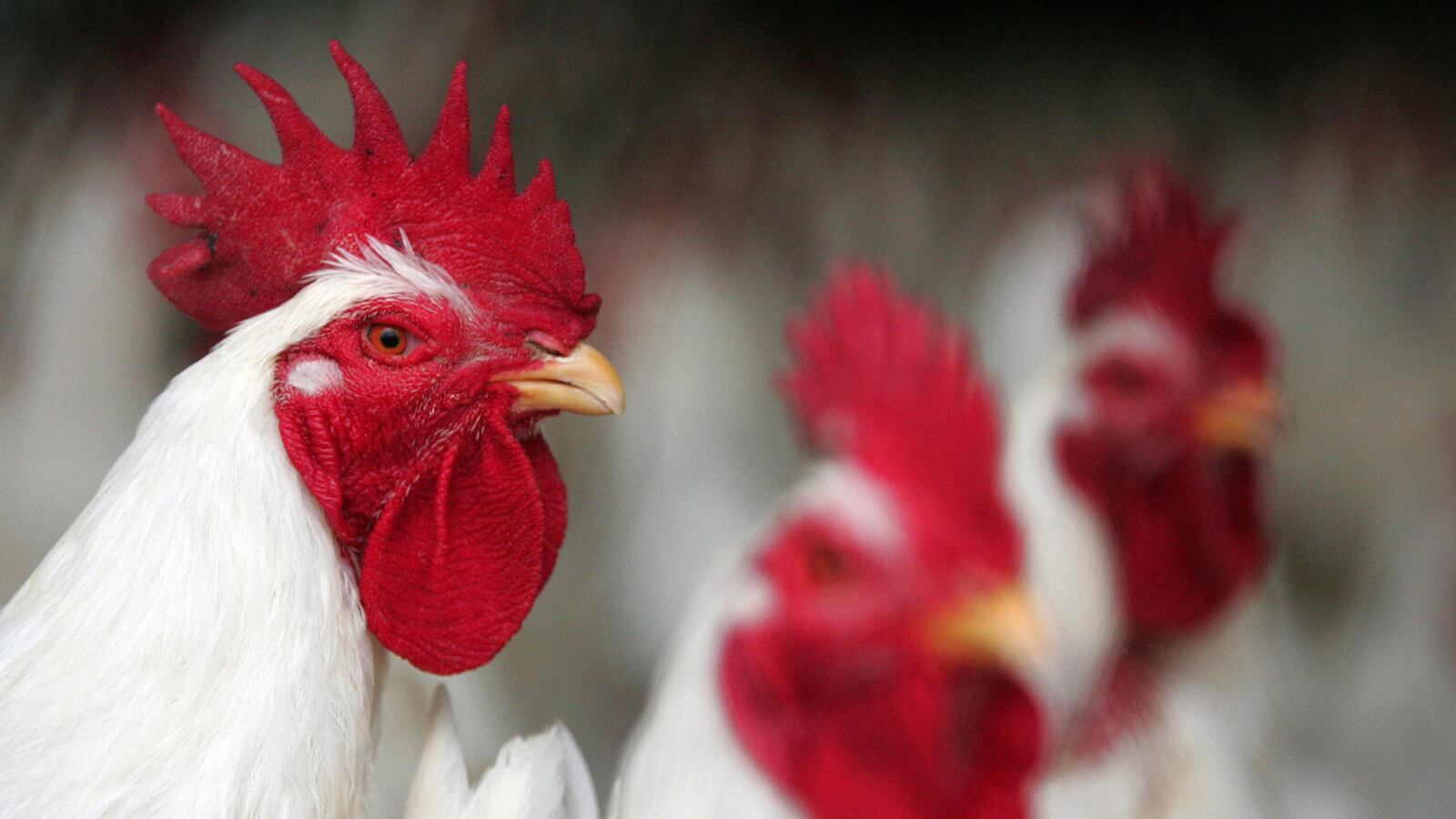 cheats/2016/01/06/wegman-s-recalls-1-000-lbs-of-chicken/160106-chicken-recall-cheat_dhhcot