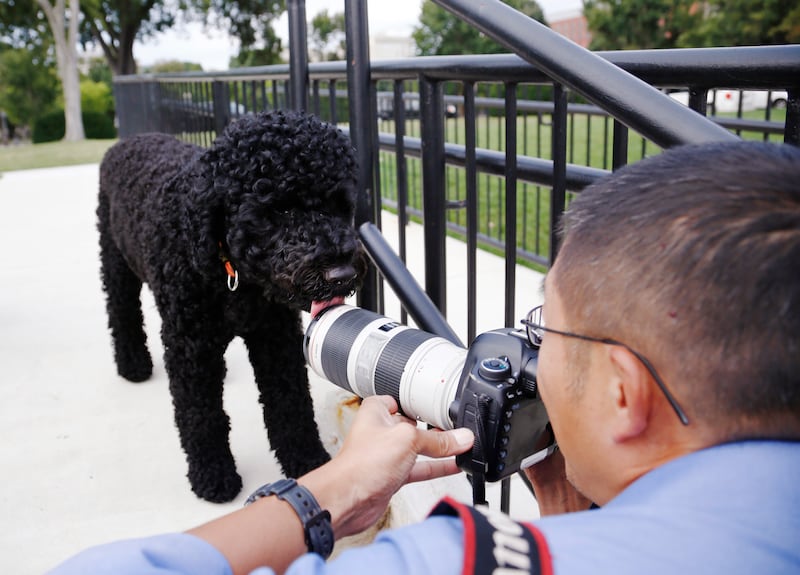 Sunny, the new Portuguese Water Dog at the Obama White House, licks the front of photographer Alex Wong's lens as it walks the grounds at the White House in Washington, September 9, 2013.   REUTERS/Jason Reed  (UNITED STATES - Tags: POLITICS SOCIETY ANIMALS)