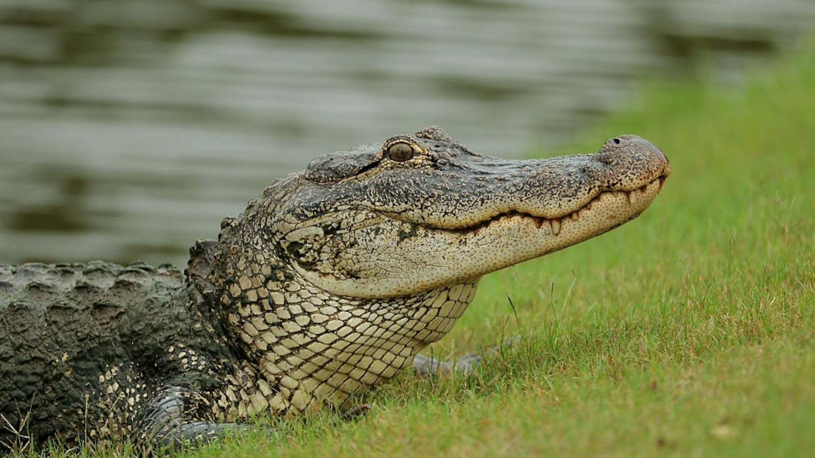 An alligator