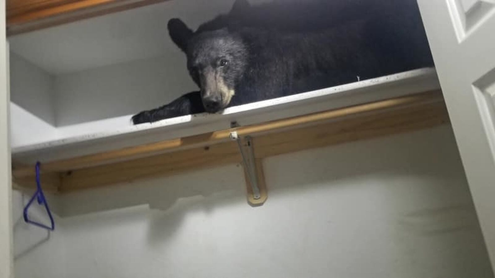 bear_vwdhhy