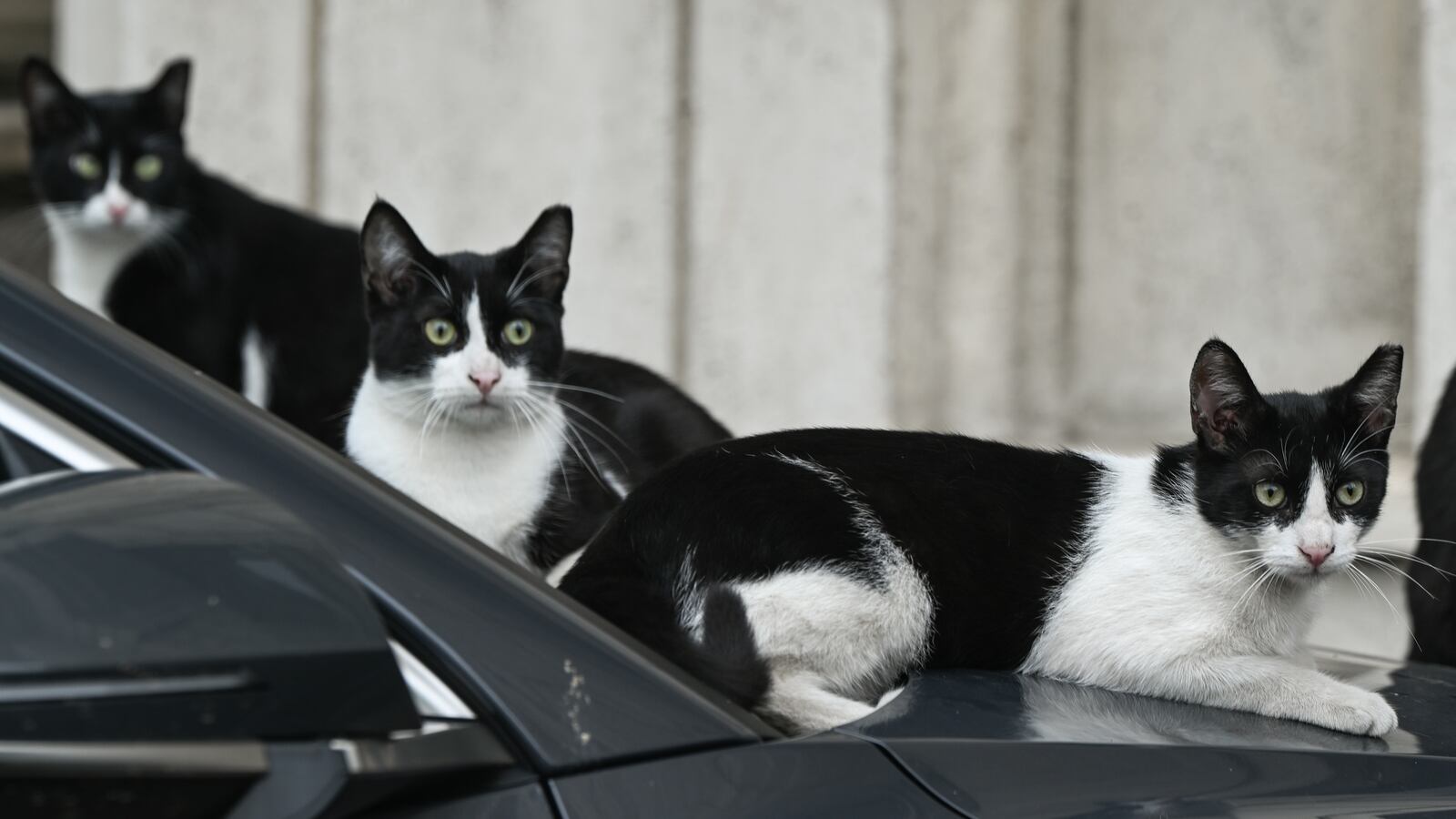 Cats rest on the hood of a parked car.