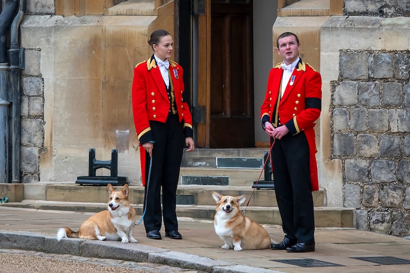 WINDSOR, ENGLAND - SEPTEMBER 19: Members of the Royal Household stand with the Queen's royal Corgis, Muick and Sandy as they await the wait for the funeral cortege on September 19, 2022 in Windsor, England. The committal service of Queen Elizabeth II at St George's Chapel, Windsor Castle, took place following the state funeral at Westminster Abbey. A private burial in The King George VI Memorial Chapel followed. Queen Elizabeth II died at Balmoral Castle in Scotland on September 8, 2022, and is succeeded by her eldest son, King Charles III. (Photo by Justin Setterfield/Getty Images)