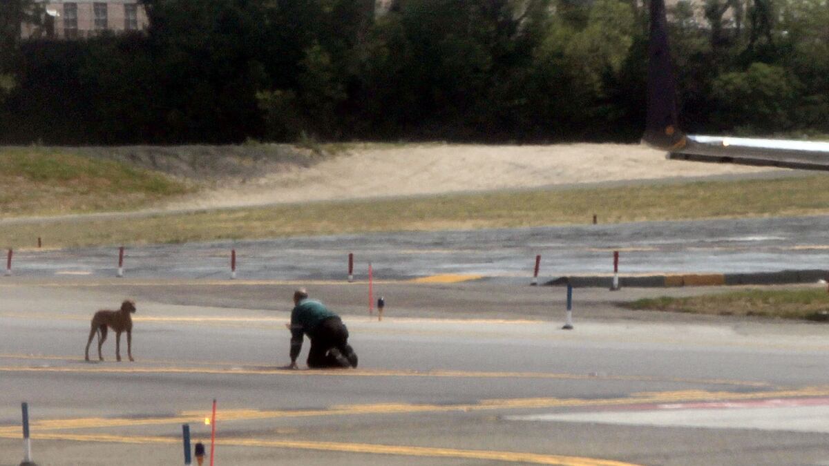 cheats/2012/04/25/puppy-escapes-plane-in-new-york/dog-lga-airport-cs_anremk