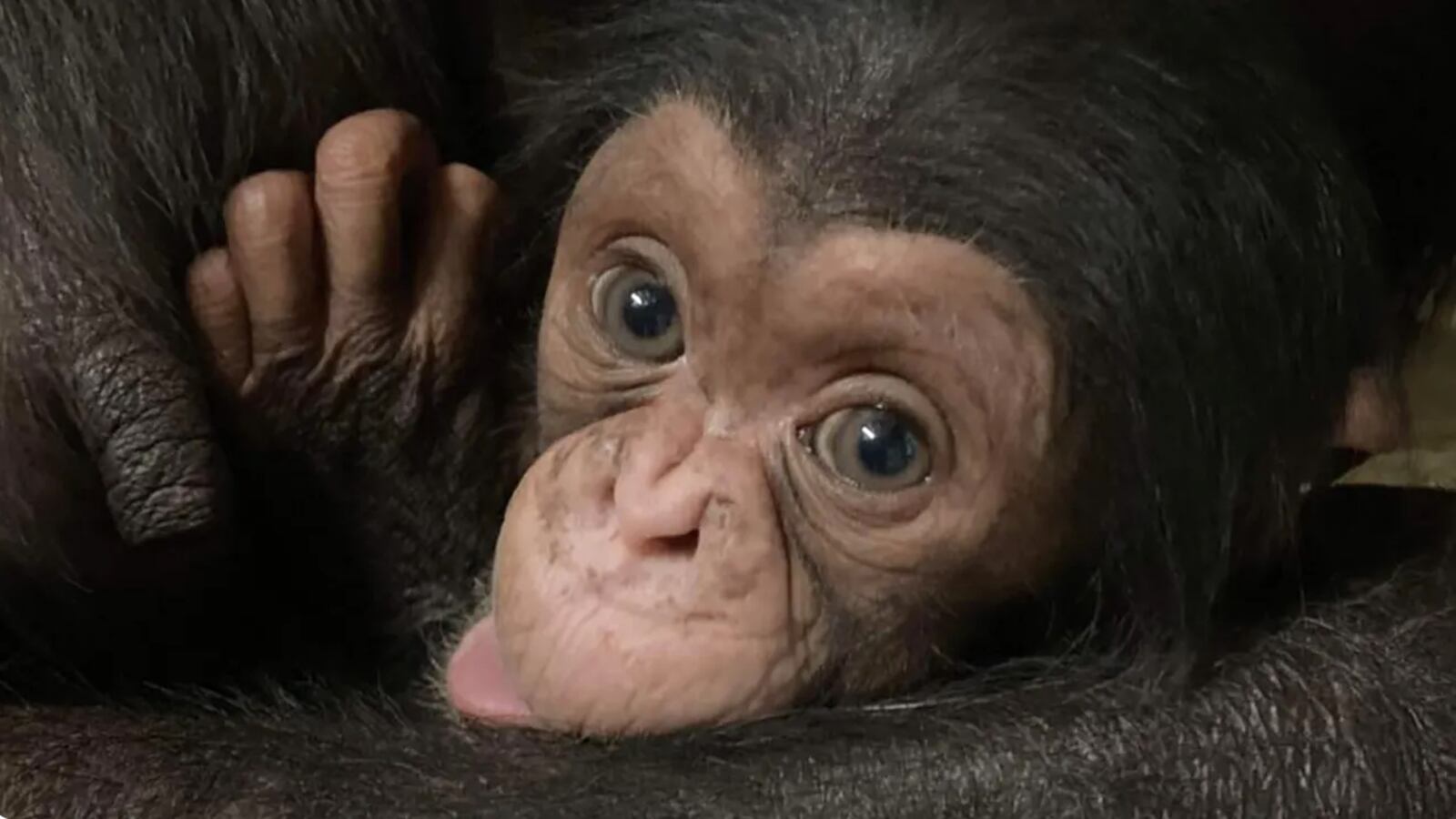 Screen_Shot_2022-12-24_at_10.11.56_AM_a4esvm