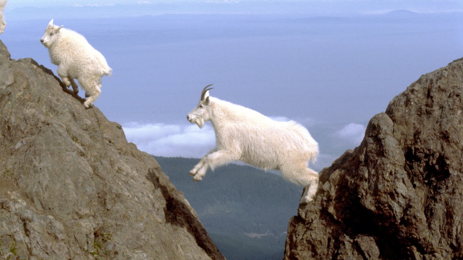 200925-modlin-Grand-Teton-Goats-tease_hk3wsu