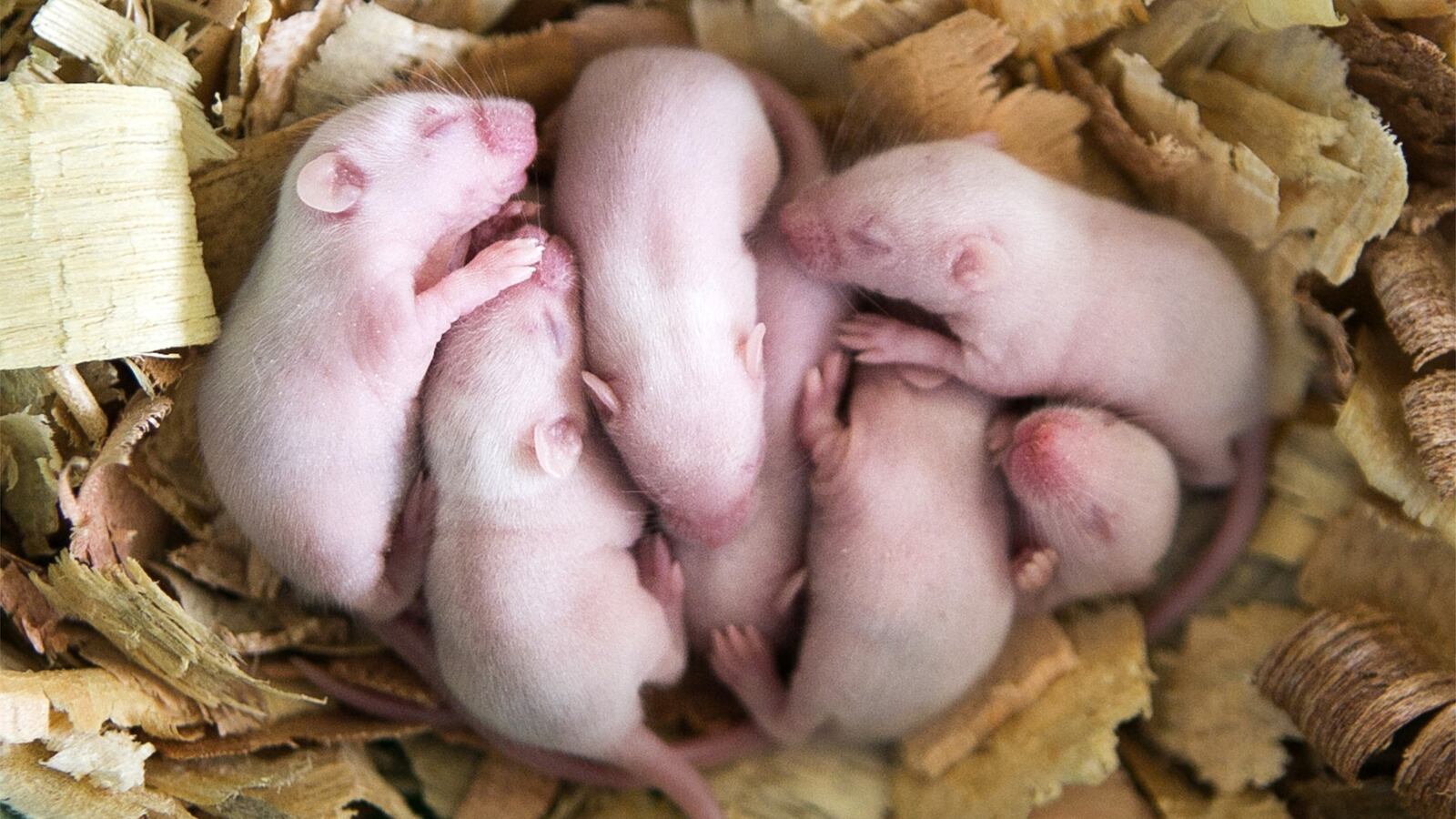 GettyImages-450722274_1_xoz5sp