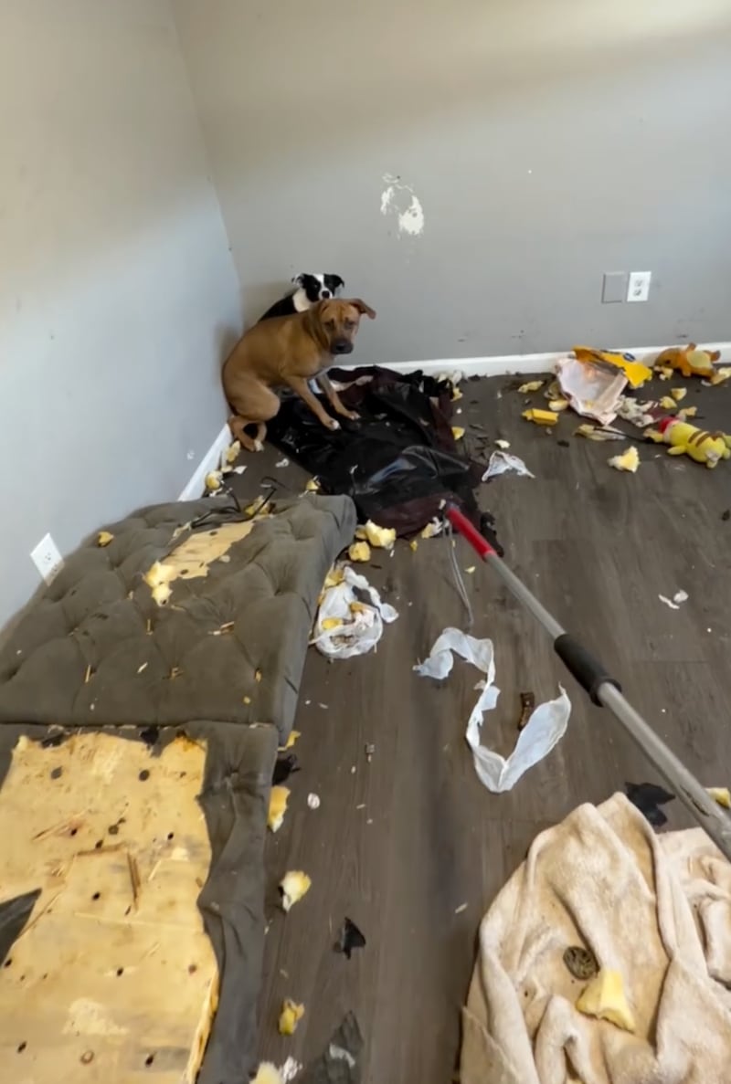 The dogs were filmed huddling in the corner of a room full of chewed-up furniture.