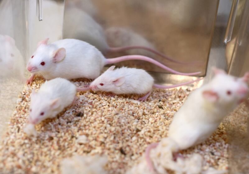 galleries/2010/11/09/which-pets-live-the-longest/pets---mouse_r6z0gl