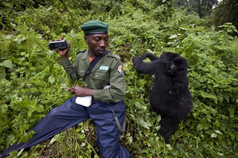 galleries/2014/11/06/a-belgian-prince-gorillas-guerrillas-the-future-of-virunga-photos/141105-congo-prince6_rrqlpu