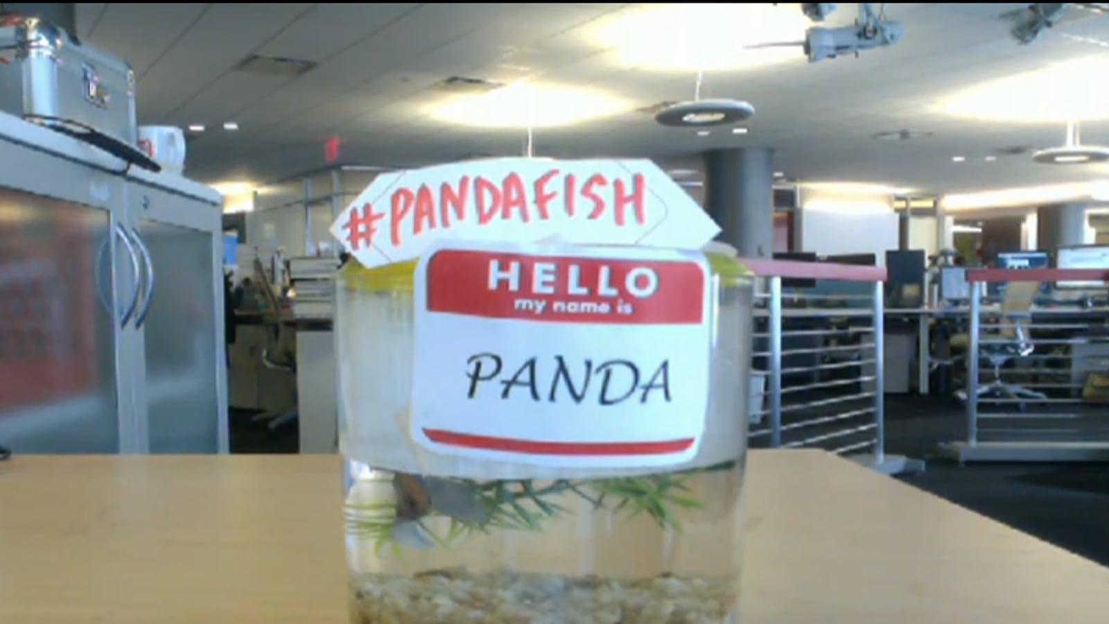 articles/2013/10/01/as-government-shutdown-claims-panda-cam-meet-the-daily-beast-s-panda-fish/131001-pandafish-cam-cheat_vc6quy