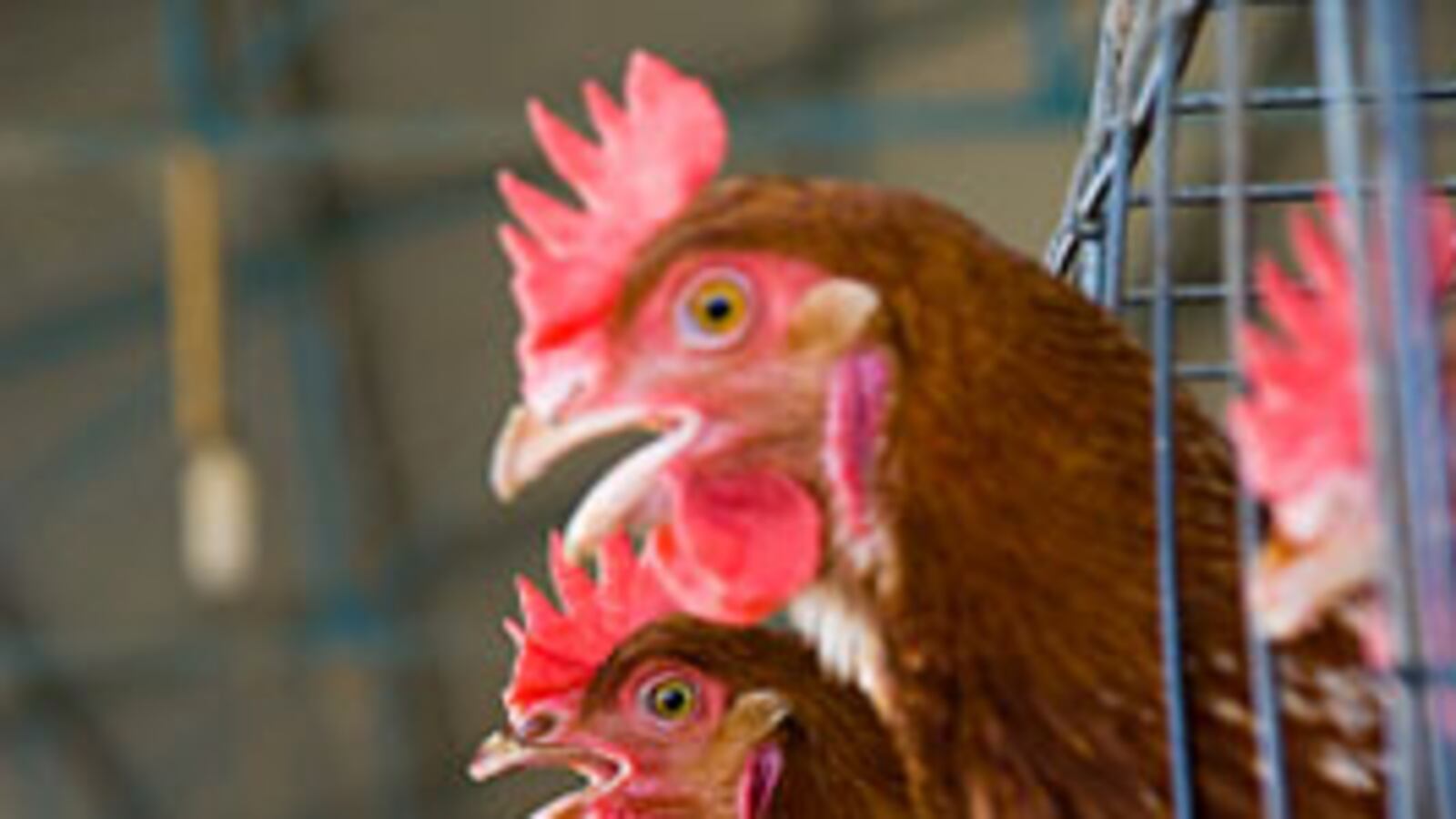 cheats/2009/02/12/cooped-up/chicken-farms_v7xfei